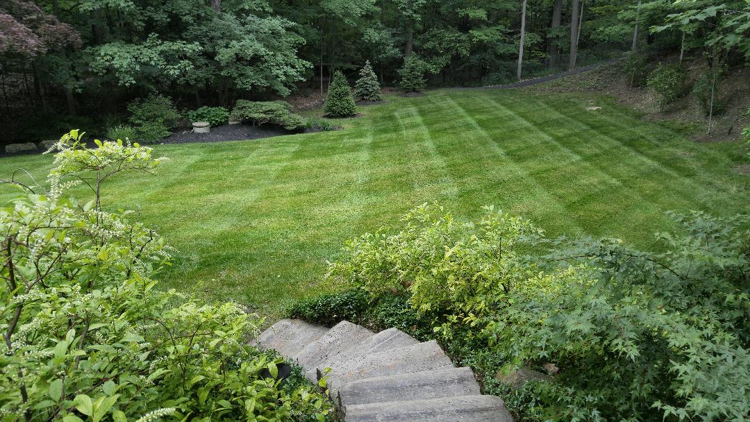 Residential lawn in The Chagrin Valley with proper fertilization.